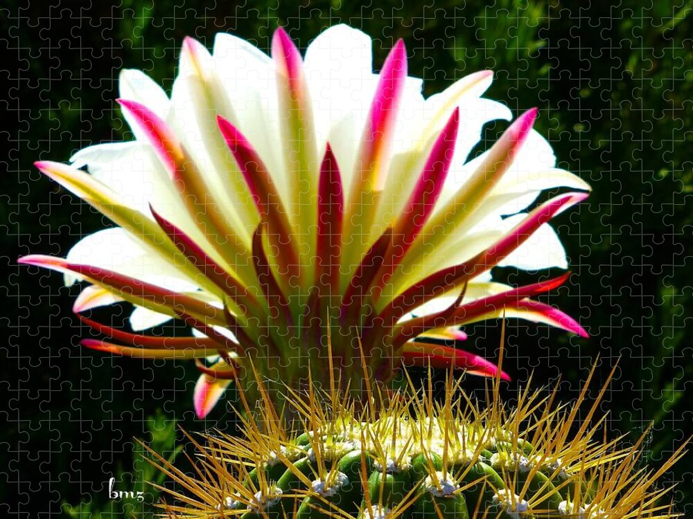 Cactus Jigsaw Puzzle featuring the photograph In the Morning Light by Barbara Zahno
