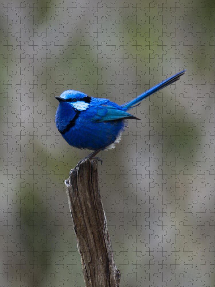 Blue Wren Jigsaw Puzzle featuring the photograph In The Sun by Robert Caddy
