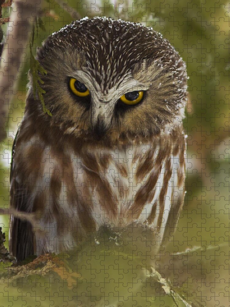 Northern Saw-whet Owl Jigsaw Puzzle featuring the photograph In Your Eyes by Mircea Costina Photography