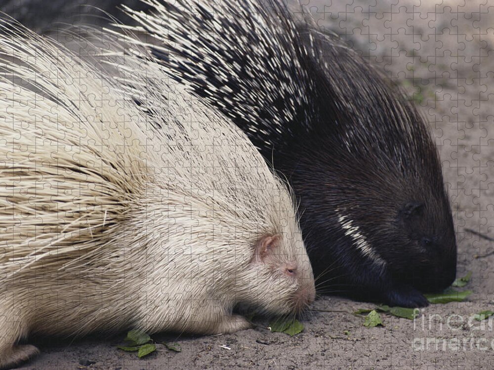 Nature Jigsaw Puzzle featuring the photograph Indian-crested Porcupines Normal by Tom McHugh