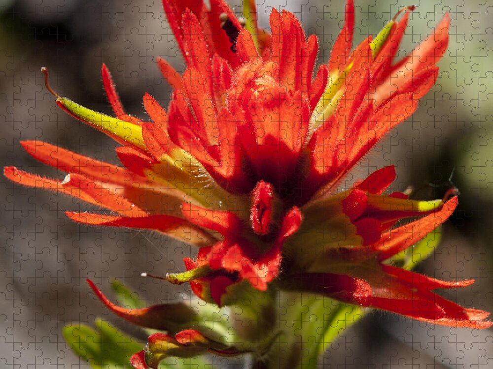 Nature Jigsaw Puzzle featuring the photograph Indian Paintbrush by Belinda Greb