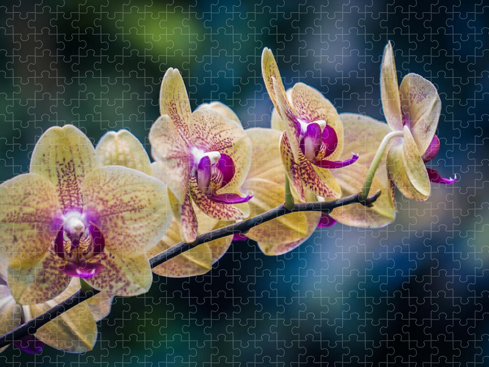 Orchids Jigsaw Puzzle featuring the photograph Inner Beauty by Sara Frank