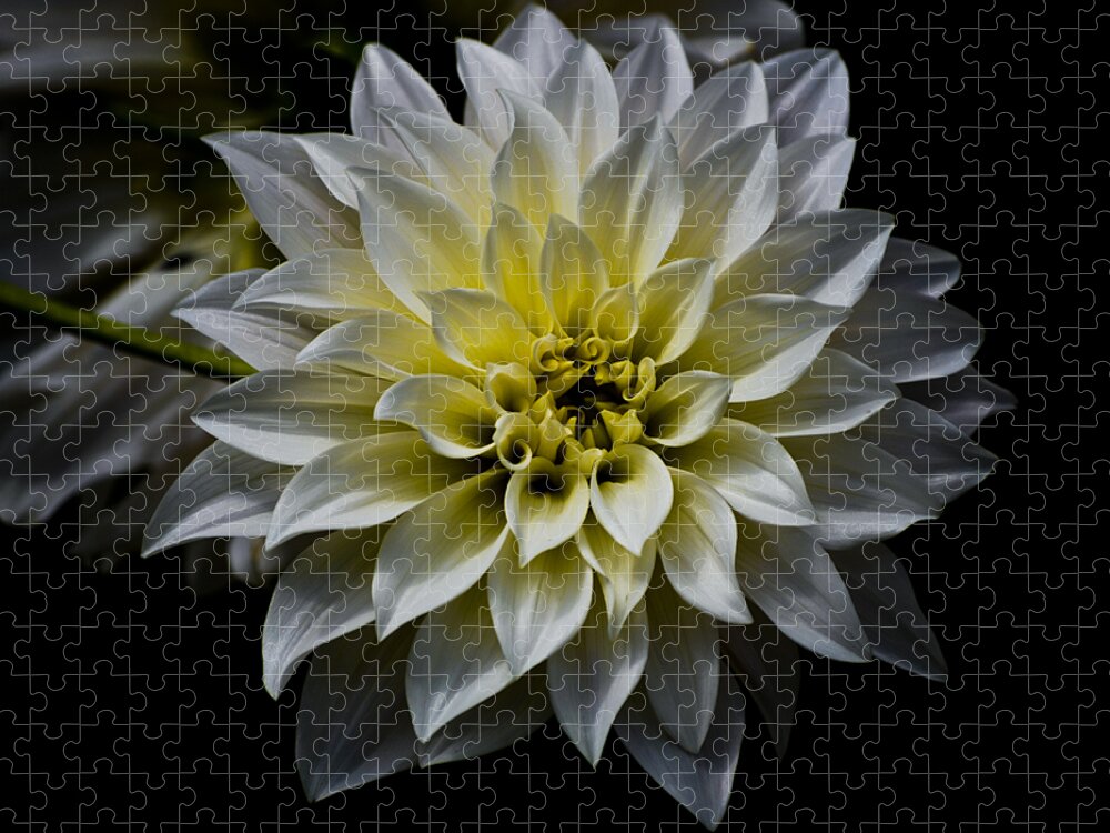Botanical Jigsaw Puzzle featuring the photograph Inner Glow by Christi Kraft