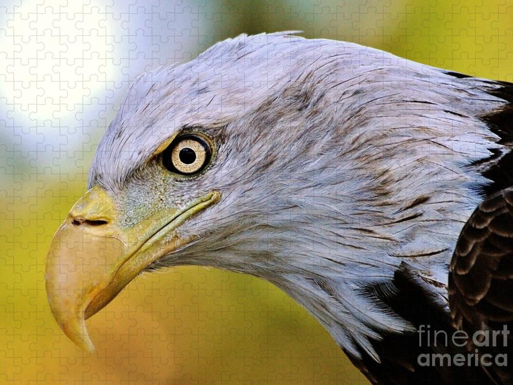 Eagle Jigsaw Puzzle featuring the photograph Intense by Kathy Baccari