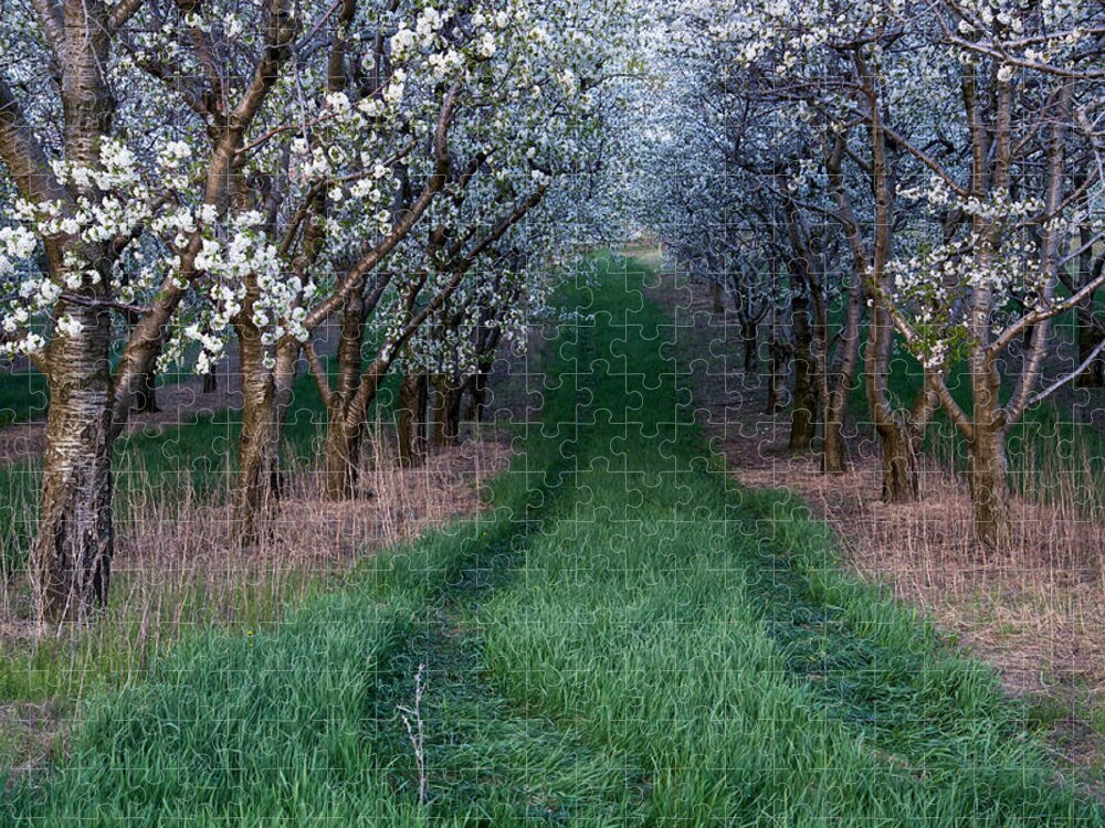 Flower Jigsaw Puzzle featuring the photograph Into the Cherry Orchard at Evening by Mary Lee Dereske