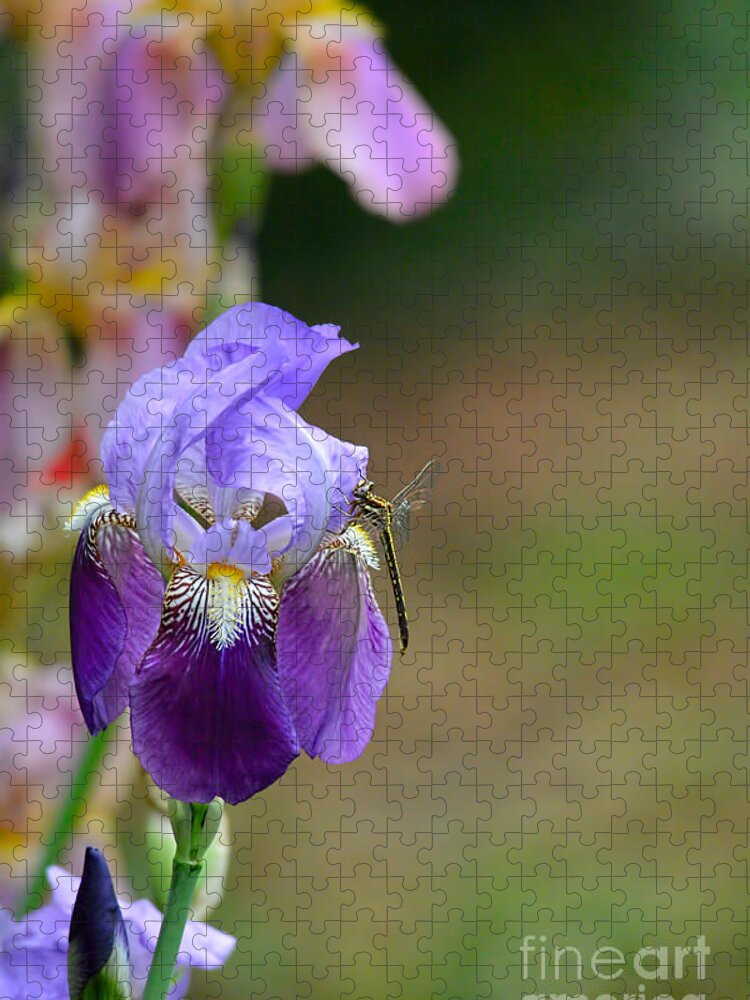 Iris Germanica Jigsaw Puzzle featuring the photograph Iris and the Dragonfly 1 by Jai Johnson