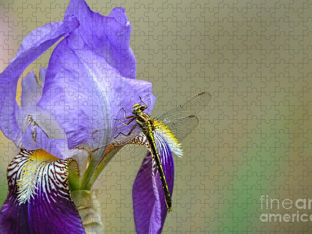 Iris Germanica Jigsaw Puzzle featuring the photograph Iris and the Dragonfly 2 by Jai Johnson