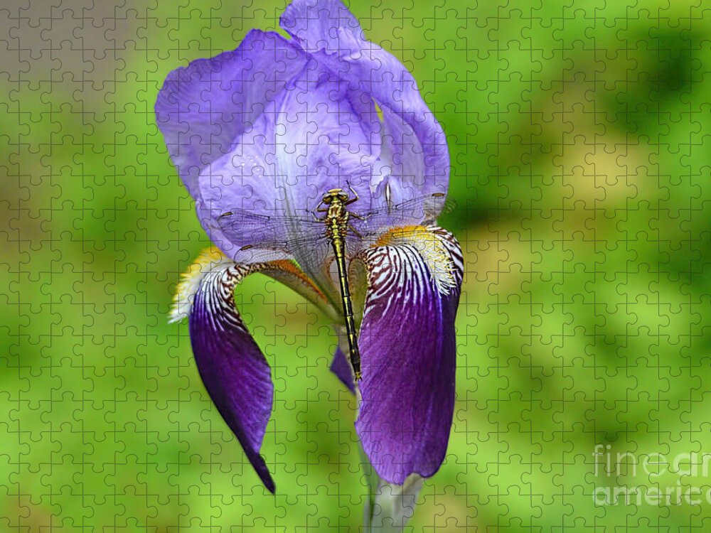 Iris Germanica Jigsaw Puzzle featuring the photograph Iris and the Dragonfly 3 by Jai Johnson