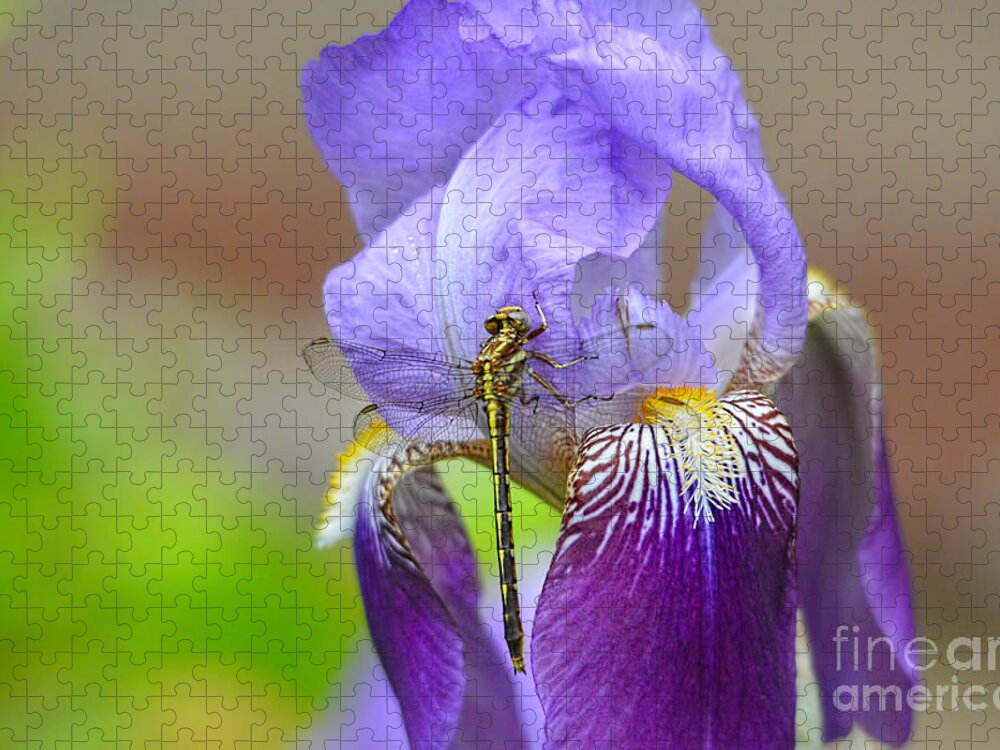 Iris Germanica Jigsaw Puzzle featuring the photograph Iris and the Dragonfly 4 by Jai Johnson