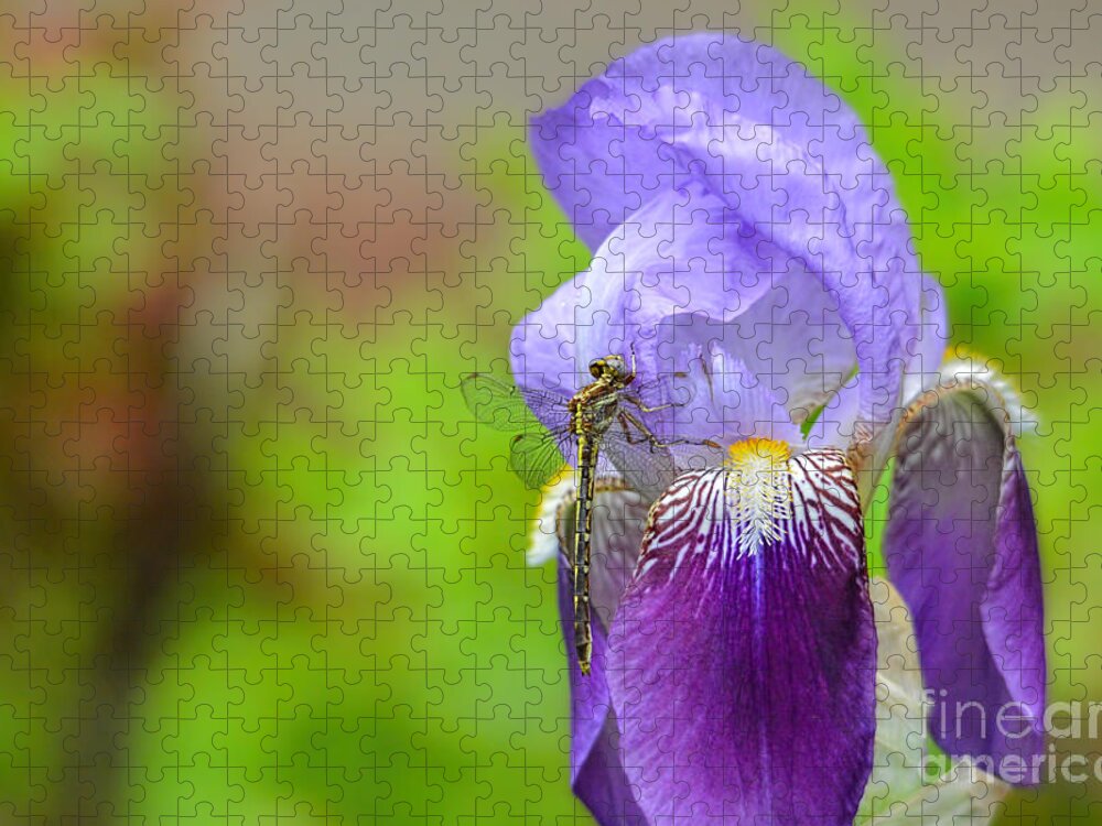 Iris Germanica Jigsaw Puzzle featuring the photograph Iris and the Dragonfly 5 by Jai Johnson