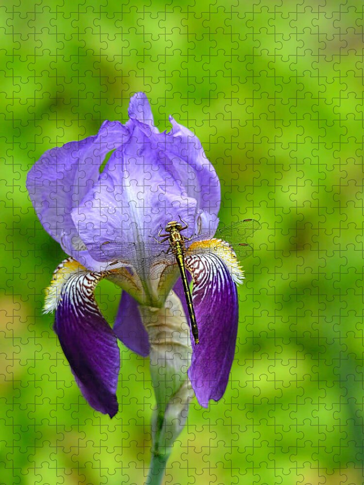 Iris Germanica Jigsaw Puzzle featuring the photograph Iris and the Dragonfly 7 by Jai Johnson