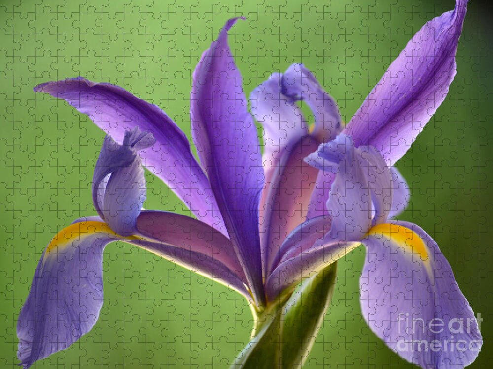 Japanese Iris Jigsaw Puzzle featuring the photograph Iris Elegance by Deb Halloran