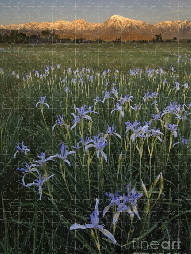 Plant Jigsaw Puzzle featuring the photograph Iris Field by John Shaw