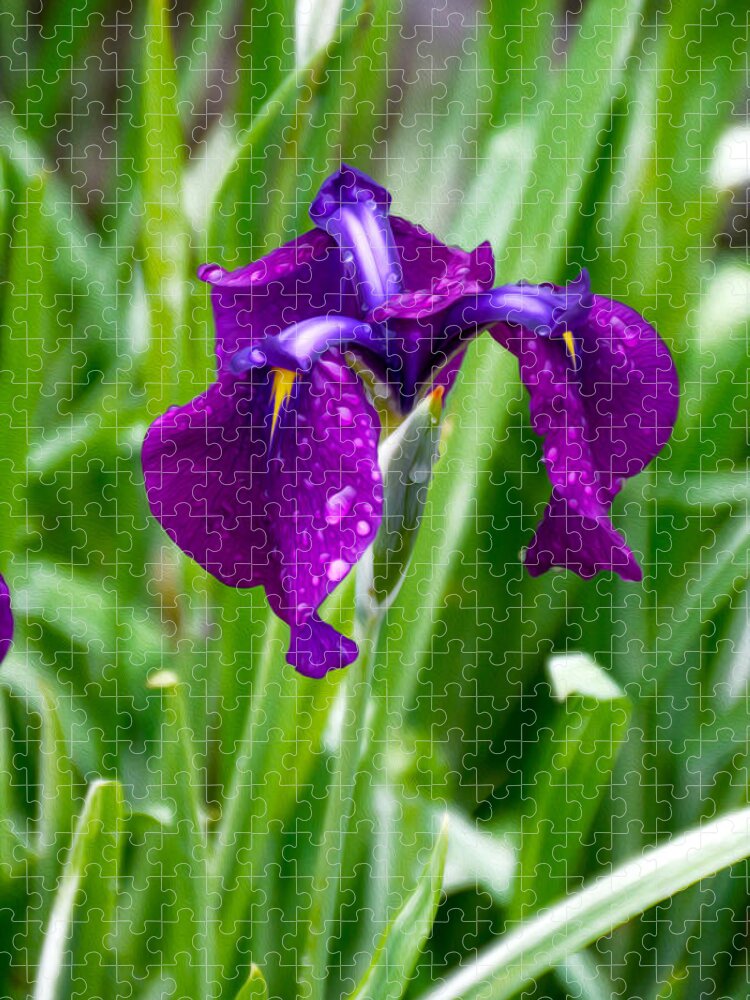 Purple Flower Jigsaw Puzzle featuring the photograph Iris by Tracy Winter