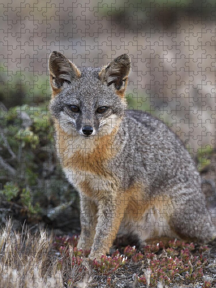 Ch'ien Lee Jigsaw Puzzle featuring the photograph Island Fox California by Ch'ien Lee