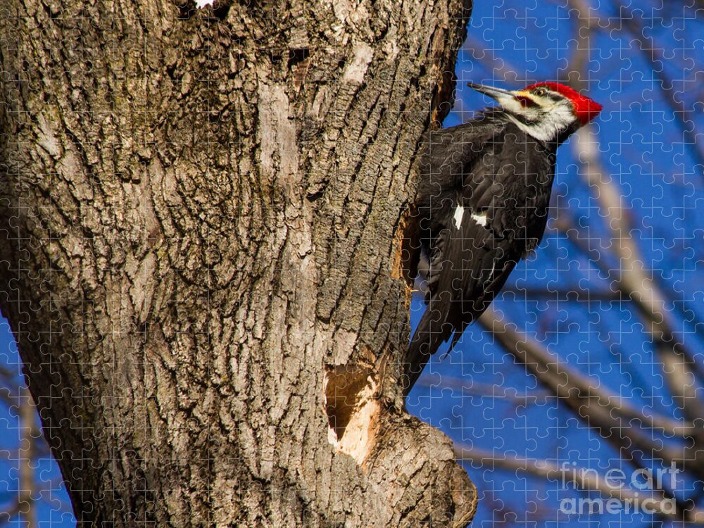 Woodpecker Jigsaw Puzzle featuring the photograph It's Woody by Rod Best