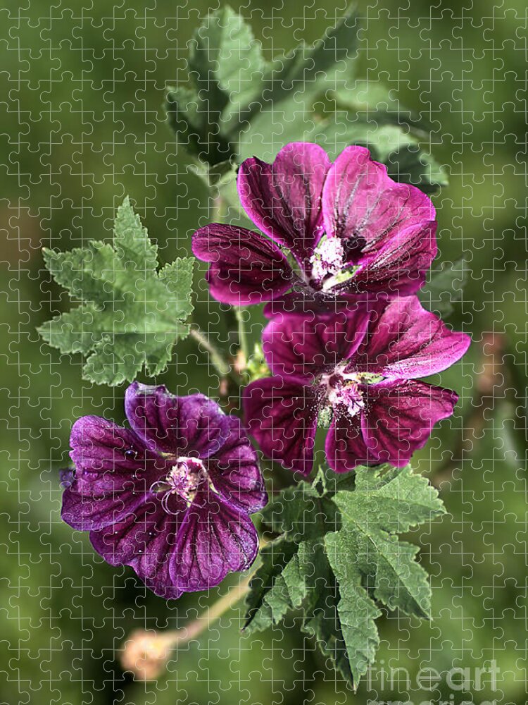 Hollyhock Jigsaw Puzzle featuring the photograph Ivy Leafed Geraniums  by Joy Watson