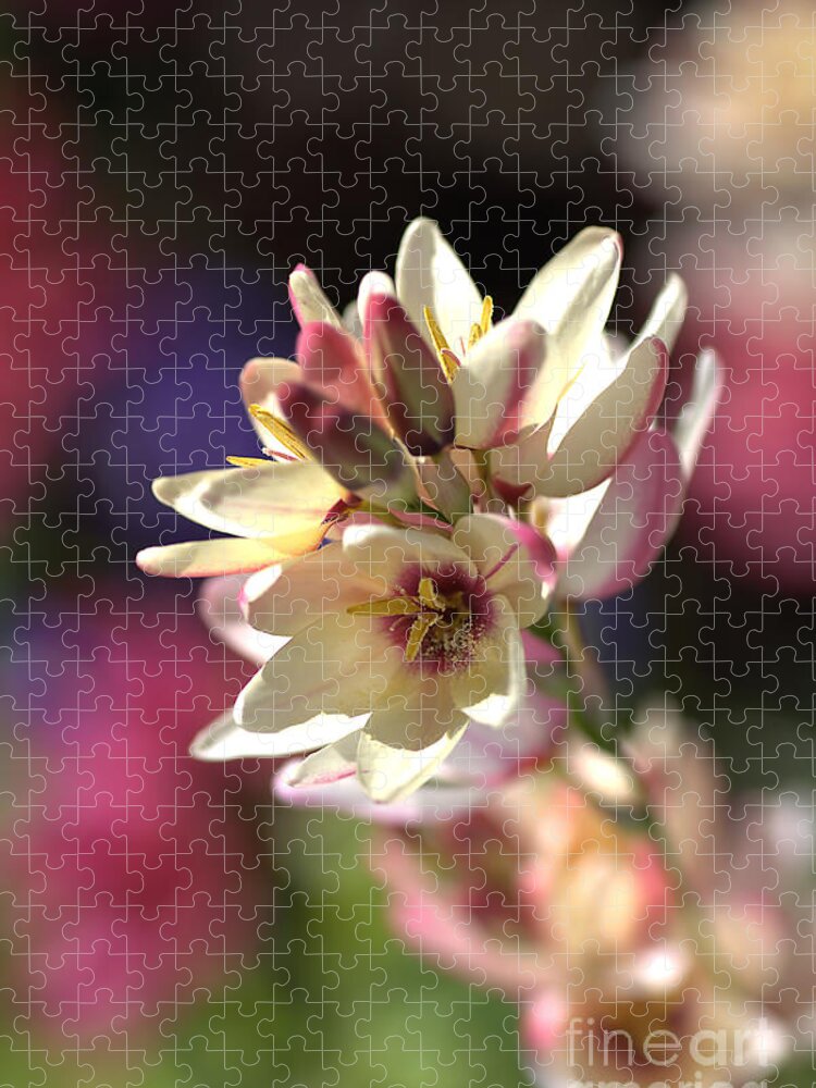 Ixia Jigsaw Puzzle featuring the photograph Ixia by Joy Watson