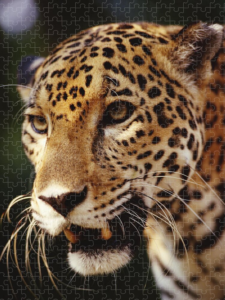 Feb0514 Jigsaw Puzzle featuring the photograph Jaguar Portrait by Gerry Ellis