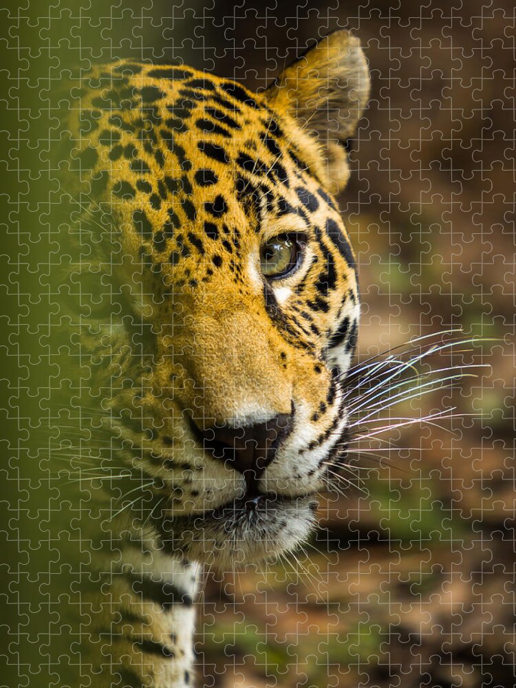 Jaguar Jigsaw Puzzle featuring the photograph Jaguar by Raul Rodriguez