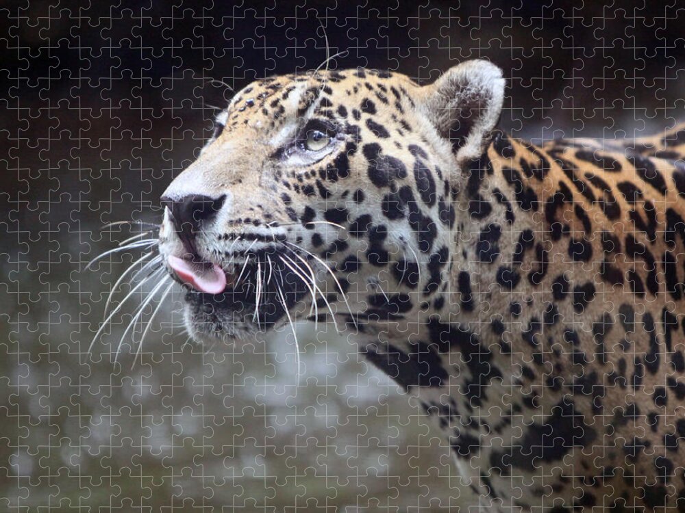 Jaguar Jigsaw Puzzle featuring the photograph Jaguar Sticking Out Tongue by Shoal Hollingsworth