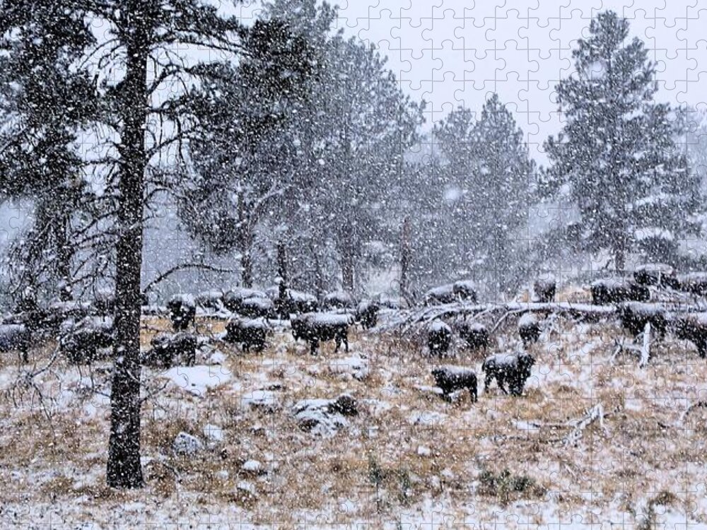 Bison Jigsaw Puzzle featuring the photograph January Snow by Donald J Gray