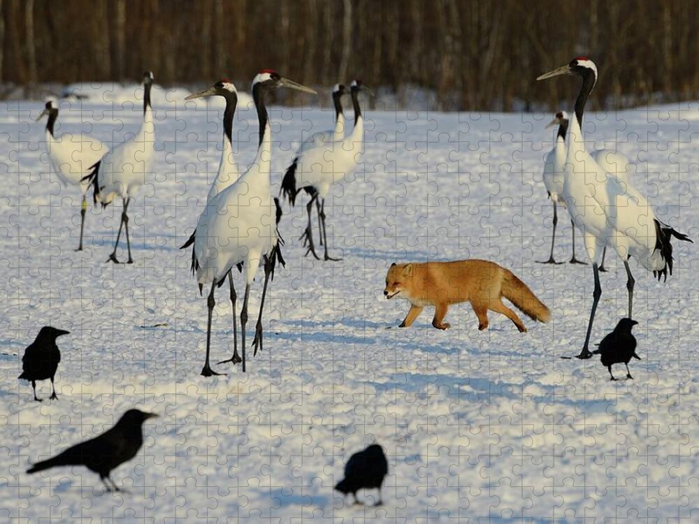 Hokkaido Jigsaw Puzzle featuring the photograph Japanese Cranes And Red Fox In by Lucia Terui