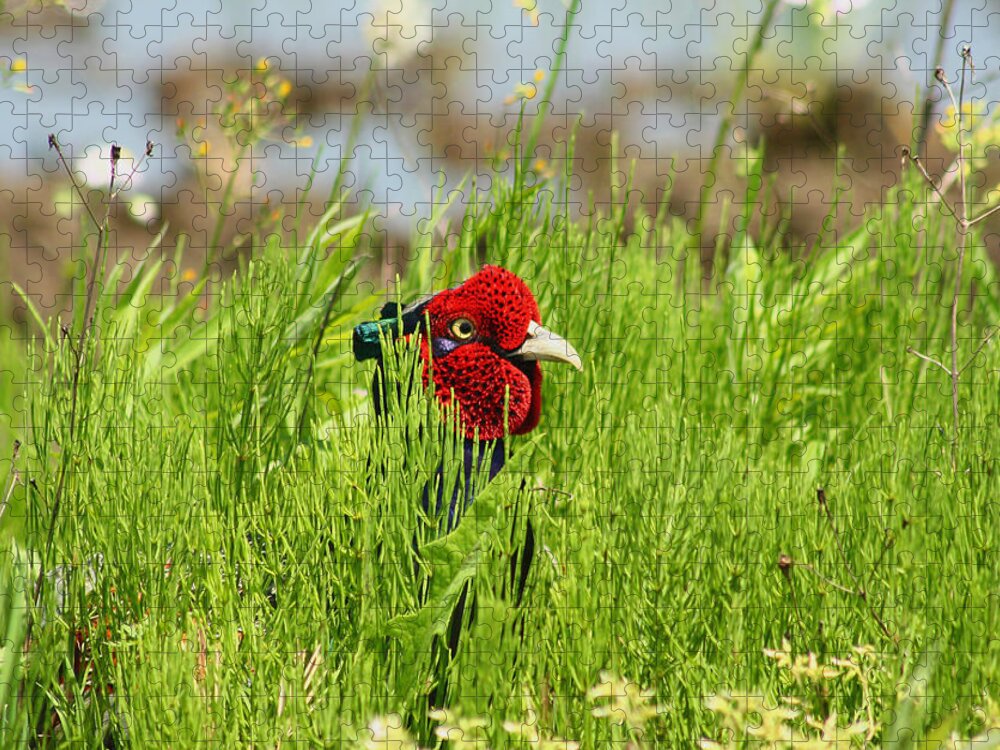 Grass Jigsaw Puzzle featuring the photograph Japanese Green Pheasant by Damon Bay