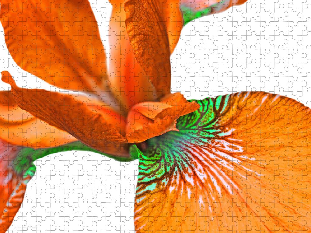 Iris Jigsaw Puzzle featuring the photograph Japanese Iris Orange White Five by Jennie Marie Schell