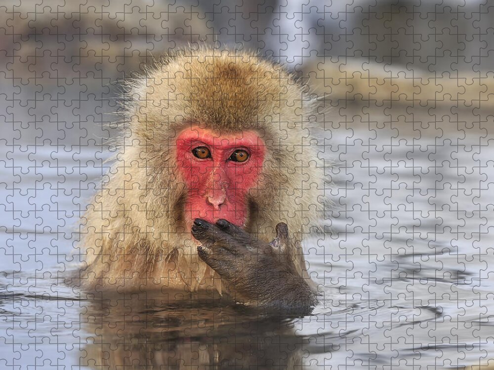 Thomas Marent Jigsaw Puzzle featuring the photograph Japanese Macaque In Hot Spring by Thomas Marent