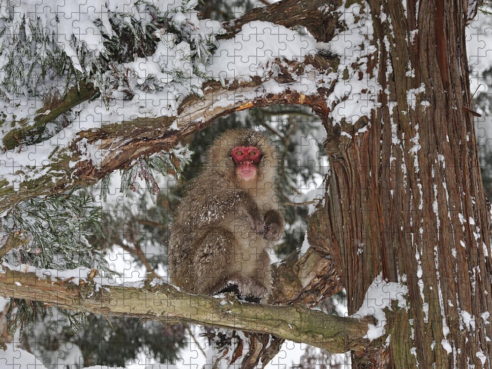 Thomas Marent Jigsaw Puzzle featuring the photograph Japanese Macaque In Tree Jigokudani by Thomas Marent