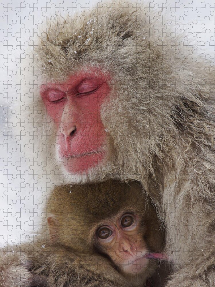 Feb0514 Jigsaw Puzzle featuring the photograph Japanese Macaque Mother And Baby by Hiroya Minakuchi