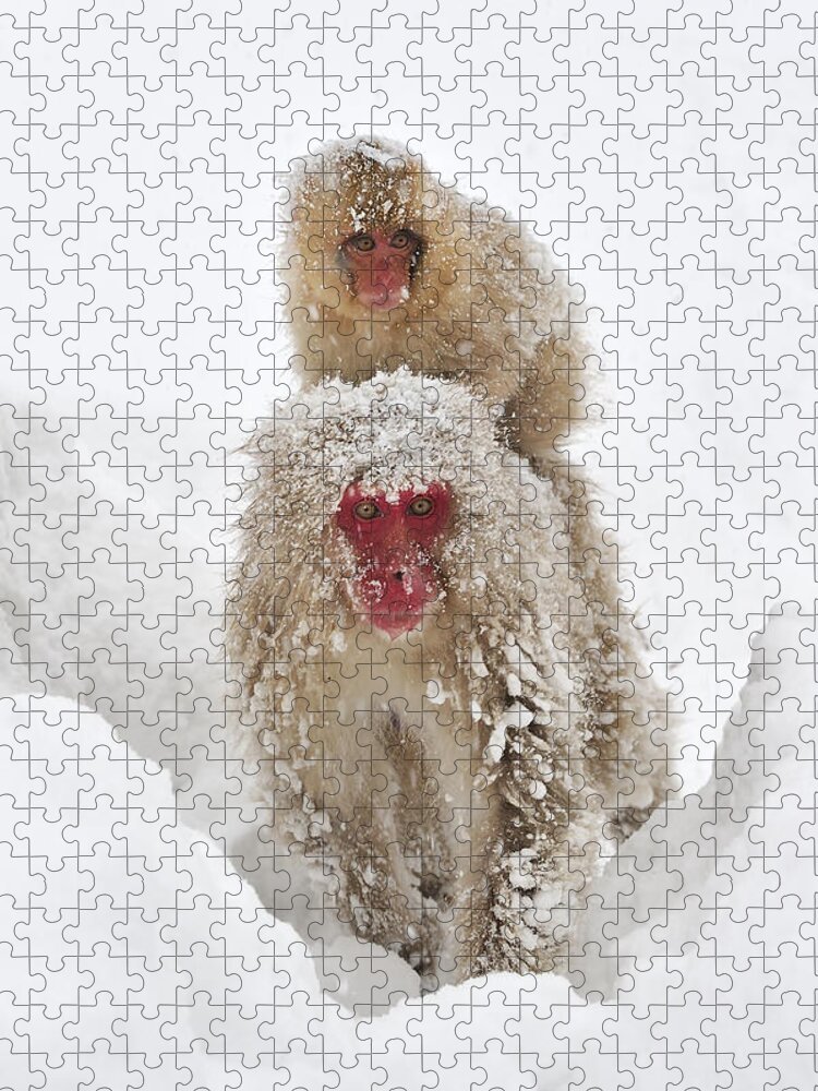 Thomas Marent Jigsaw Puzzle featuring the photograph Japanese Macaque Mother Carrying Baby by Thomas Marent