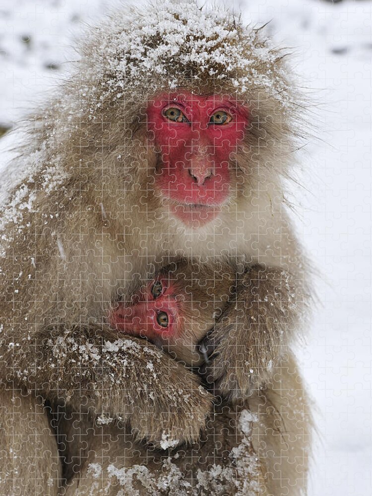Thomas Marent Jigsaw Puzzle featuring the photograph Japanese Macaque Warming Baby by Thomas Marent