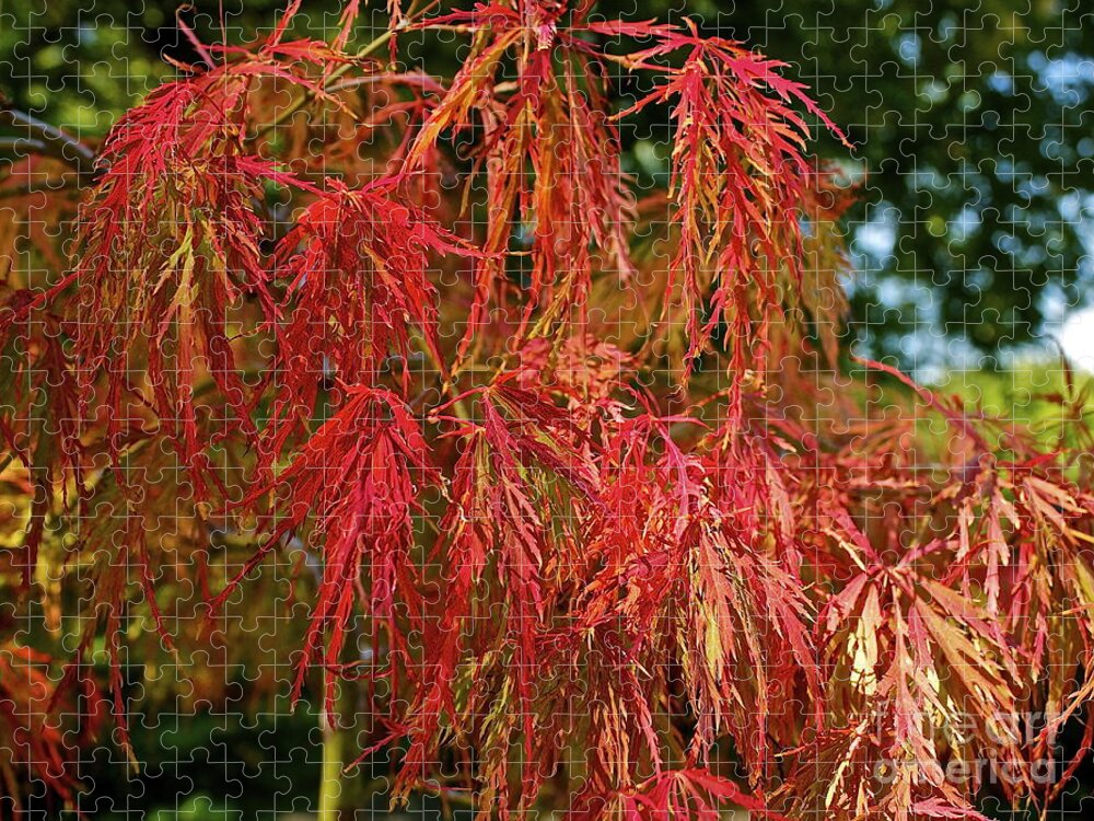 Tree Jigsaw Puzzle featuring the photograph Japanese Maple by Linda Bianic