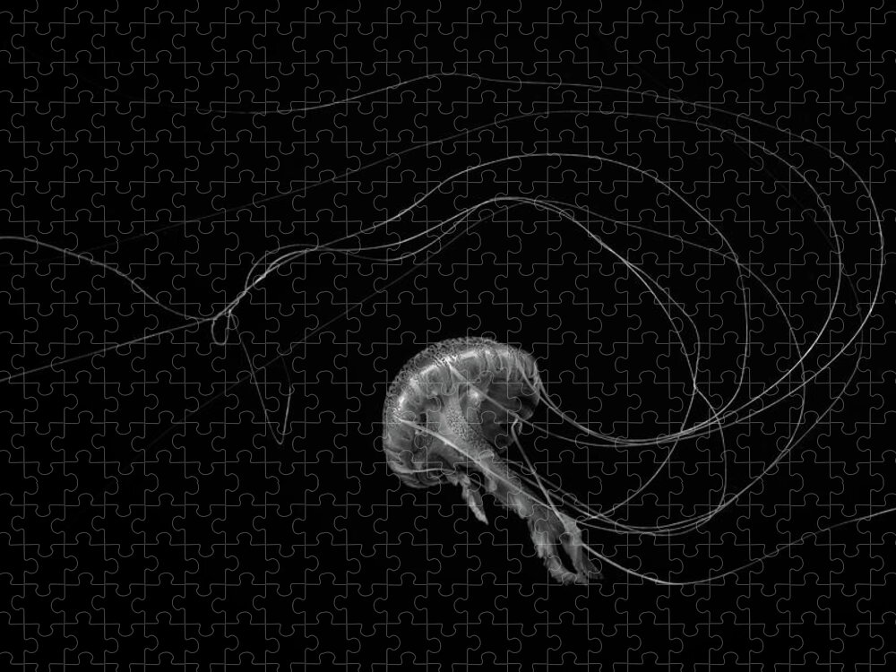Underwater Jigsaw Puzzle featuring the photograph Jellyfish Black And White by William Rhamey - Azur Diving