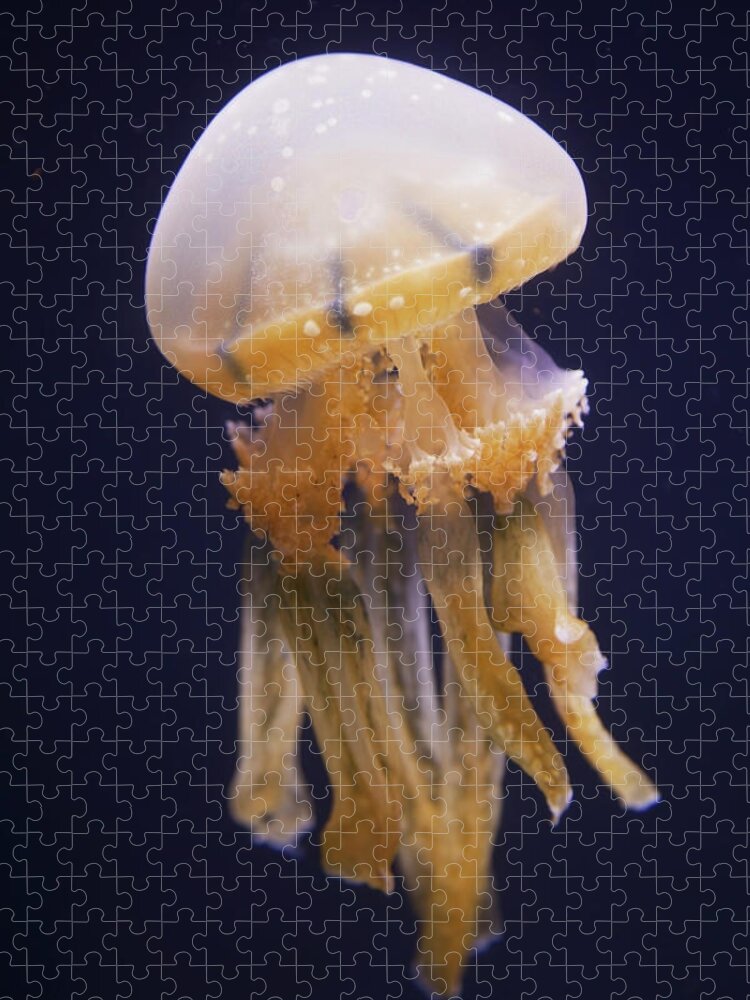 Underwater Jigsaw Puzzle featuring the photograph Jellyfish by Brandon Tabiolo / Design Pics