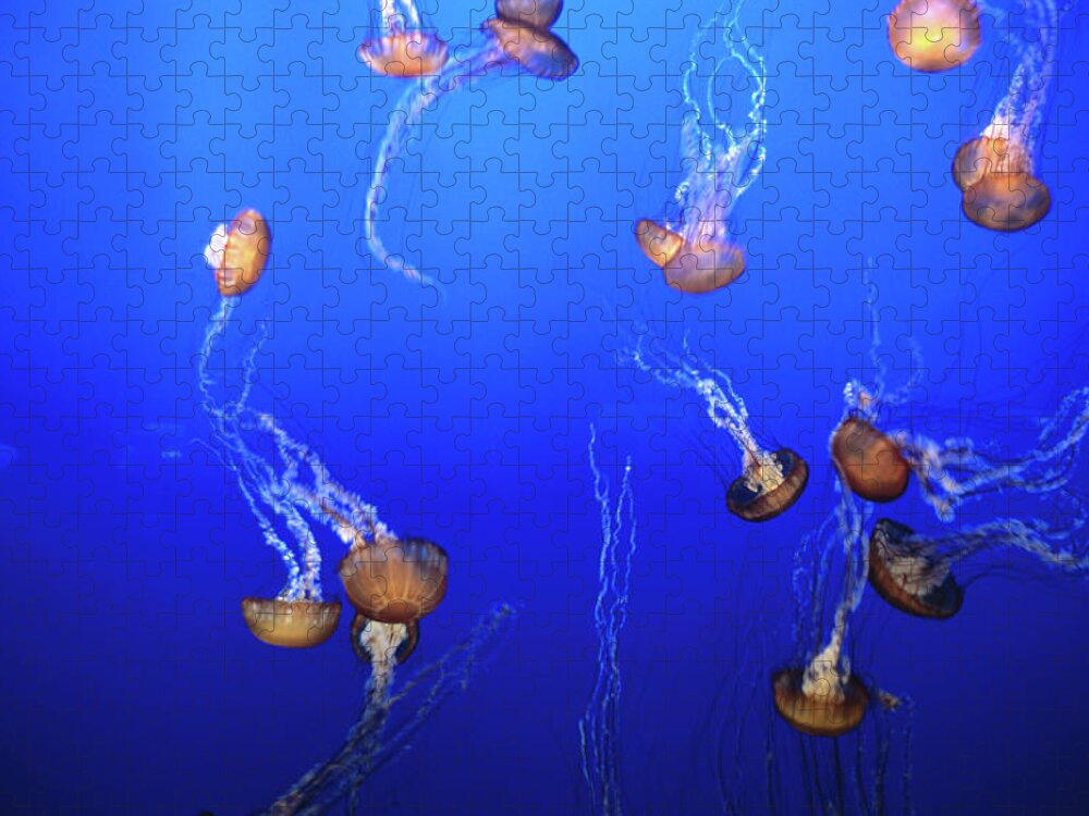 Monterey Bay Aquarium Jigsaw Puzzle featuring the photograph Jellyfish In Monterey Bay Aquarium by Holger Leue