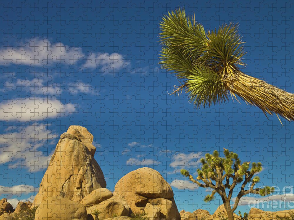 00559180 Jigsaw Puzzle featuring the photograph Joshua Tree Rocks And Sky by Yva Momatiuk John Eastcott
