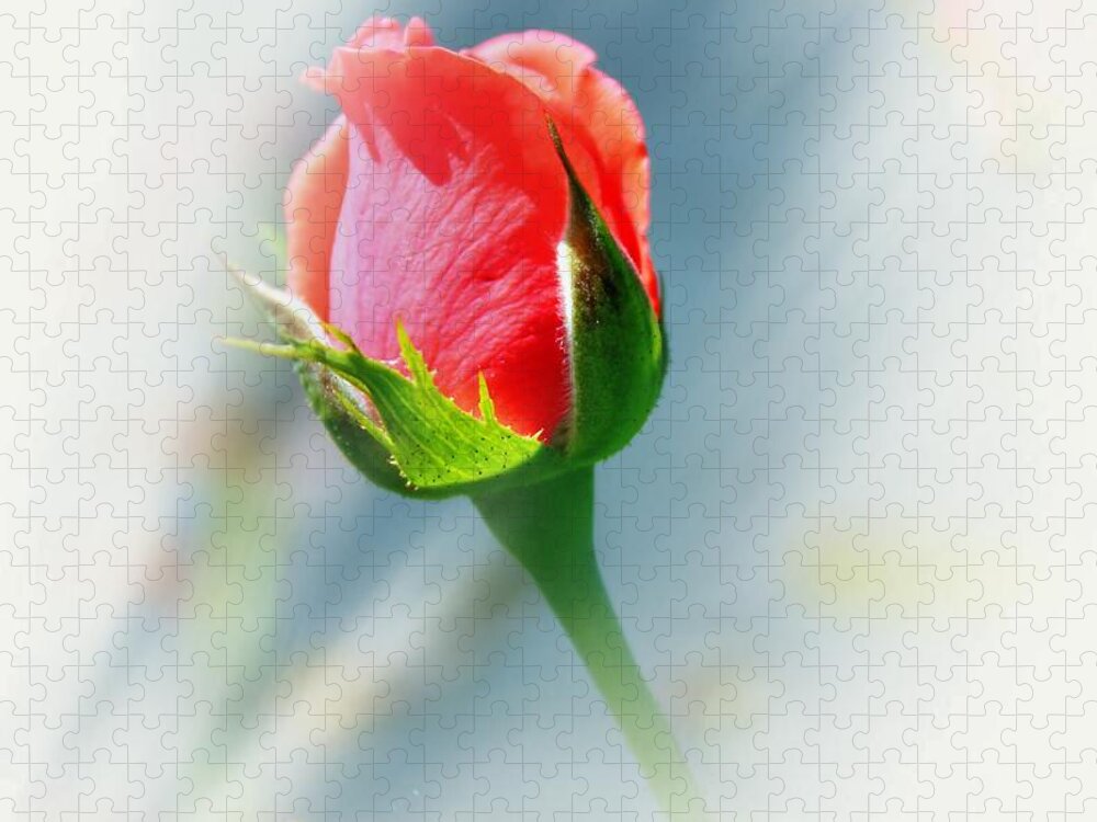 Rose Jigsaw Puzzle featuring the photograph Just A Bud by Judy Palkimas
