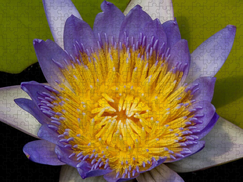 Water Jigsaw Puzzle featuring the photograph Just Opening Purple and Yellow Waterlily by Jean Noren