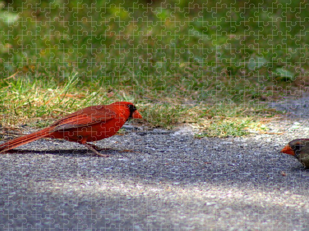 Cardinal Jigsaw Puzzle featuring the photograph Just Say Yes by Debra Forand