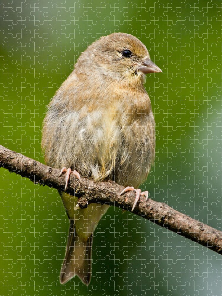 American Goldfinch Jigsaw Puzzle featuring the photograph Juvenile American Goldfinch by Jeff Goulden