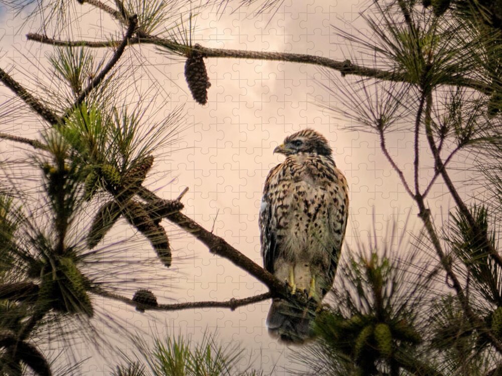 Bird Art Jigsaw Puzzle featuring the photograph Juvenile Red Shouldered Hawk 06.07.2014 by Jai Johnson