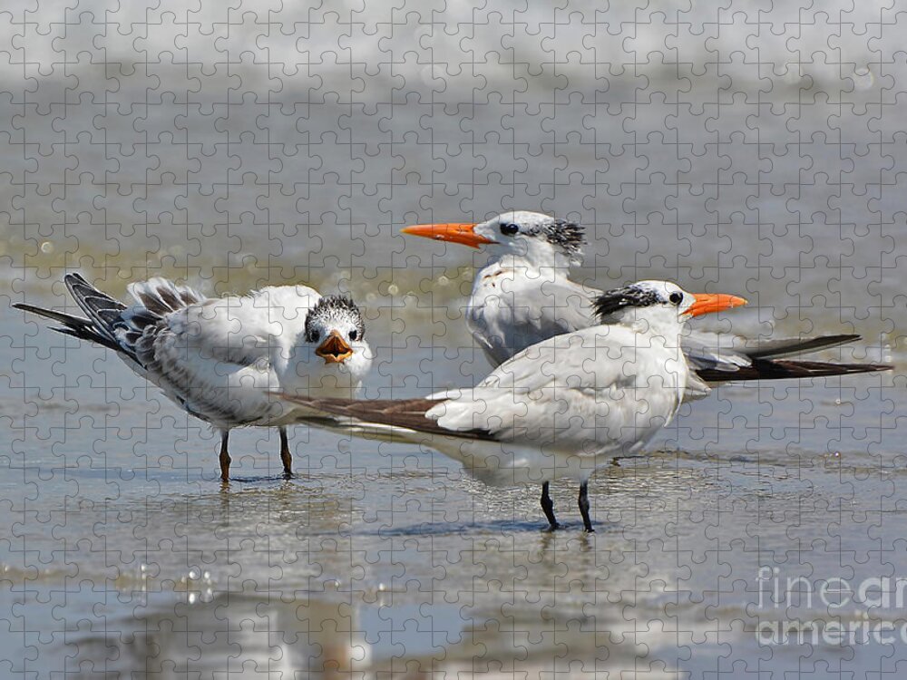 Shorebirds Jigsaw Puzzle featuring the photograph Juvenile Royal Terns by Kathy Baccari