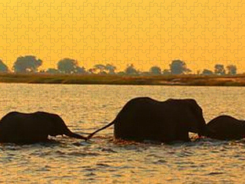 Elephants Jigsaw Puzzle featuring the photograph Kalahari Elephants Crossing Chobe River by Amanda Stadther