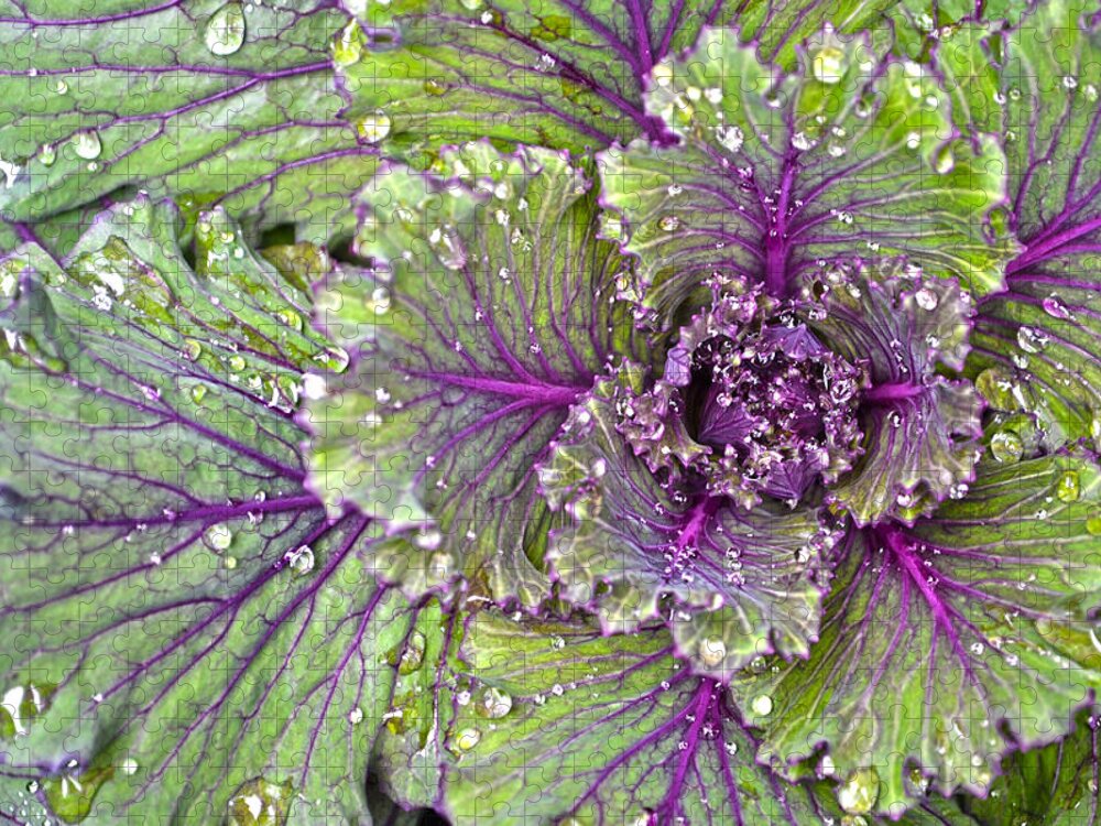 Kale Jigsaw Puzzle featuring the photograph Kale Plant In The Rain by Sandi OReilly