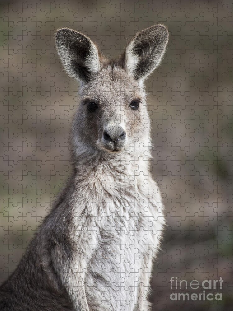 Australia Jigsaw Puzzle featuring the photograph Kangaroo by Steven Ralser