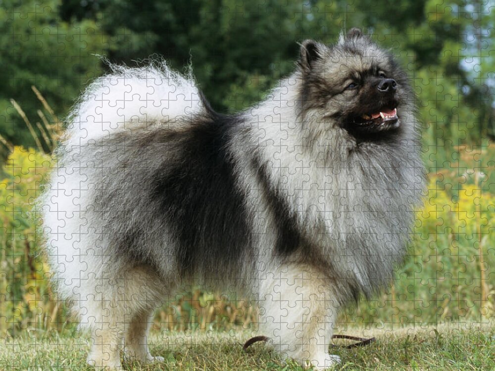 Animal Jigsaw Puzzle featuring the photograph Keeshond by Jeanne White