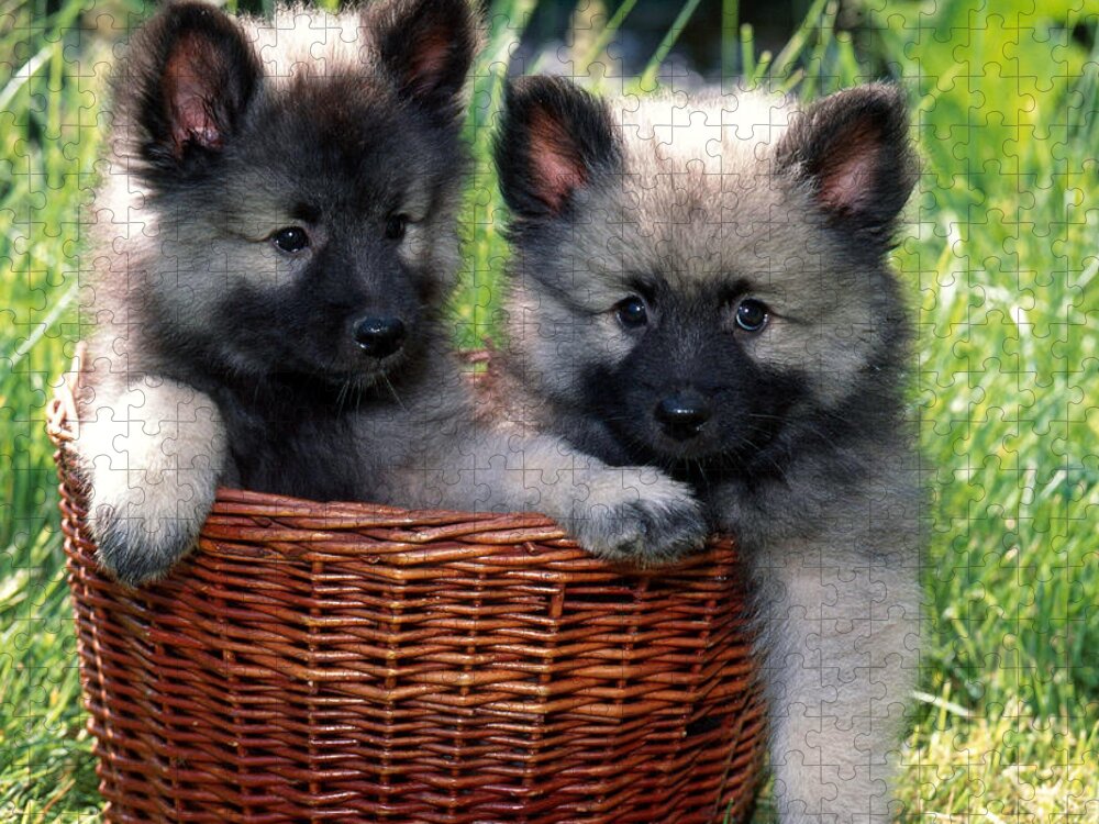 Animal Jigsaw Puzzle featuring the photograph Keeshond Pups In Wicker Basket by Jeanne White